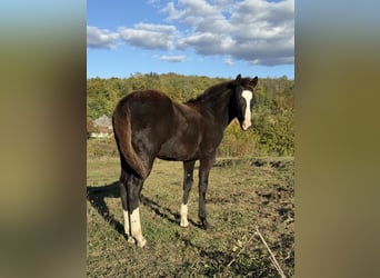 American Paint Horse, Hengst, 1 Jaar, 153 cm, Zwart