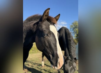 American Paint Horse, Hengst, 1 Jaar, 153 cm, Zwart