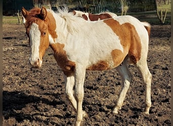 American Paint Horse, Hengst, 1 Jaar, 154 cm, Tobiano-alle-kleuren