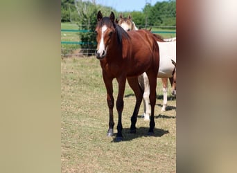 American Paint Horse, Hengst, 1 Jaar, 155 cm, Bruin