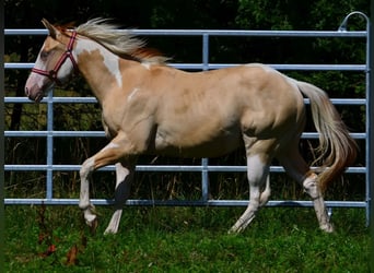 American Paint Horse, Hengst, 1 Jaar, 155 cm, Gevlekt-paard