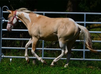 American Paint Horse, Hengst, 1 Jaar, 155 cm, Gevlekt-paard