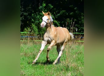 American Paint Horse, Hengst, 1 Jaar, 155 cm, Gevlekt-paard
