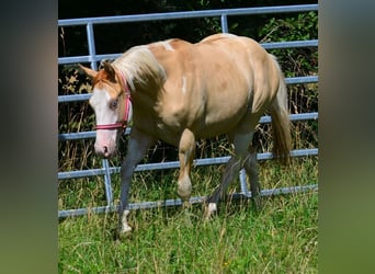 American Paint Horse, Hengst, 1 Jaar, 155 cm, Gevlekt-paard