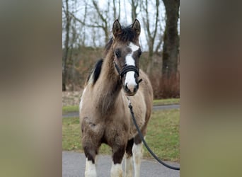American Paint Horse, Hengst, 1 Jaar, 155 cm, Grullo