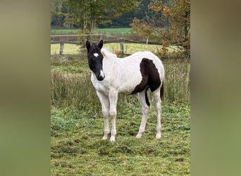 American Paint Horse, Hengst, 1 Jaar, 155 cm, Tobiano-alle-kleuren