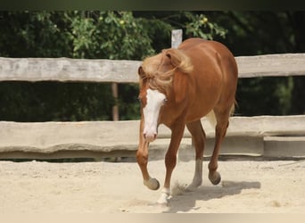 American Paint Horse, Hengst, 1 Jaar, 155 cm, Vos