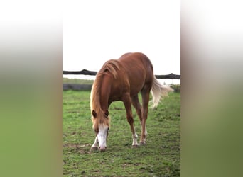 American Paint Horse, Hengst, 1 Jaar, 155 cm, Vos