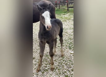 American Paint Horse, Hengst, 1 Jaar, 156 cm, Overo-alle-kleuren