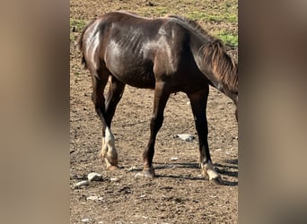 American Paint Horse, Hengst, 1 Jaar, 156 cm, Zwart