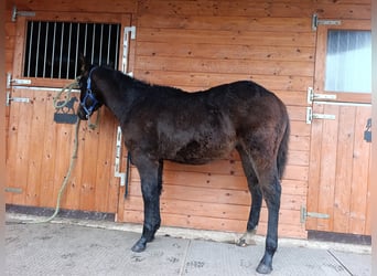 American Paint Horse, Hengst, 1 Jaar, 160 cm, Roodbruin