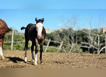 American Paint Horse, Hengst, 1 Jaar, Donkerbruin