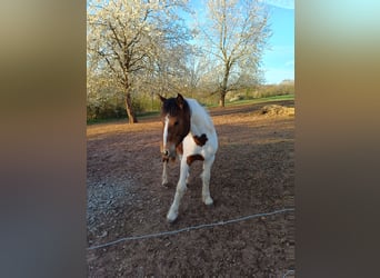 American Paint Horse, Hengst, 1 Jaar, Gevlekt-paard