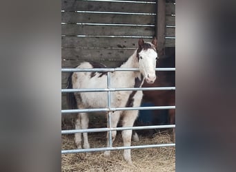 American Paint Horse, Hengst, 1 Jaar, Tovereo-alle-kleuren