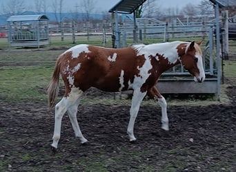American Paint Horse, Hengst, 1 Jaar, Tovereo-alle-kleuren