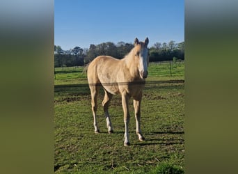 American Paint Horse, Hengst, 1 Jahr, 140 cm, Champagne