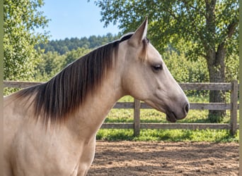 American Paint Horse, Hengst, 1 Jahr, 147 cm, Buckskin