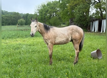 American Paint Horse, Hengst, 1 Jahr, 147 cm, Buckskin
