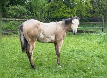 American Paint Horse, Hengst, 1 Jahr, 147 cm, Buckskin