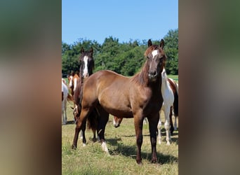 American Paint Horse, Hengst, 1 Jahr, 148 cm, Rappe