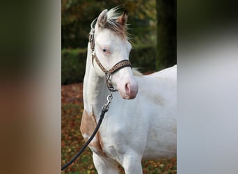 American Paint Horse, Hengst, 1 Jahr, 150 cm, Overo-alle-Farben