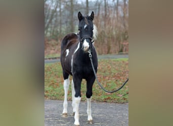 American Paint Horse, Hengst, 1 Jahr, 150 cm, Tobiano-alle-Farben