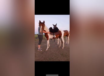 American Paint Horse, Hengst, 1 Jahr, 150 cm, Tobiano-alle-Farben