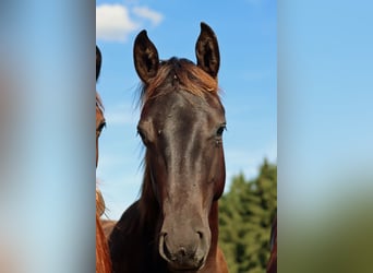 American Paint Horse, Hengst, 1 Jahr, 152 cm, Tobiano-alle-Farben