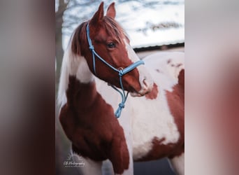 American Paint Horse, Hengst, 1 Jahr, 152 cm, Tobiano-alle-Farben