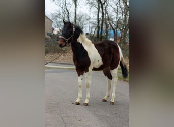 American Paint Horse, Hengst, 1 Jahr, 152 cm, Tobiano-alle-Farben
