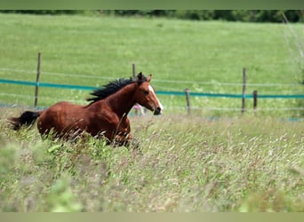 American Paint Horse, Hengst, 1 Jahr, 153 cm, Brauner