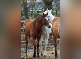 American Paint Horse, Hengst, 1 Jahr, 153 cm, Brauner