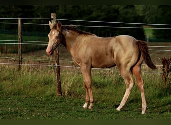 American Paint Horse, Hengst, 1 Jahr, 153 cm, Champagne