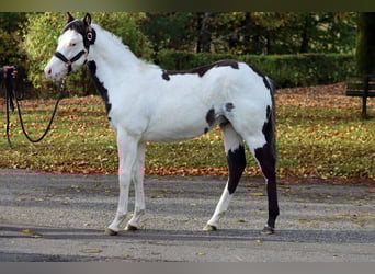 American Paint Horse, Hengst, 1 Jahr, 153 cm, Overo-alle-Farben