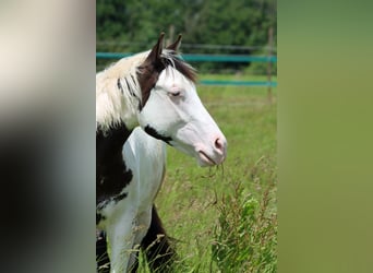 American Paint Horse, Hengst, 1 Jahr, 153 cm, Overo-alle-Farben
