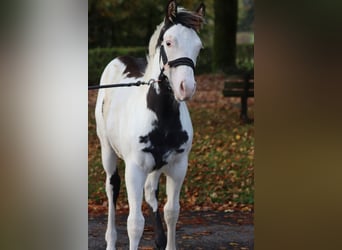 American Paint Horse, Hengst, 1 Jahr, 153 cm, Overo-alle-Farben