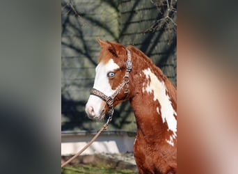American Paint Horse, Hengst, 1 Jahr, 153 cm, Overo-alle-Farben