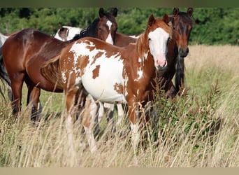 American Paint Horse, Hengst, 1 Jahr, 153 cm, Overo-alle-Farben