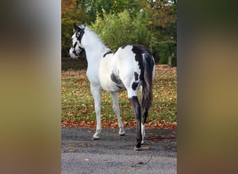 American Paint Horse, Hengst, 1 Jahr, 153 cm, Overo-alle-Farben