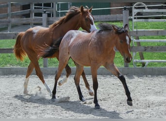 American Paint Horse, Hengst, 1 Jahr, 154 cm, Roan-Bay