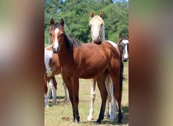 American Paint Horse, Hengst, 1 Jahr, 155 cm, Brauner