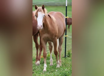 American Paint Horse, Hengst, 1 Jahr, 155 cm, Fuchs