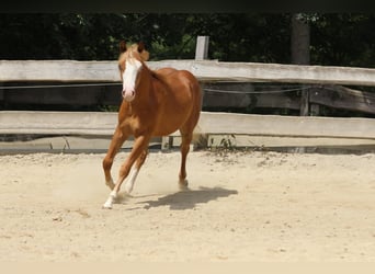 American Paint Horse, Hengst, 1 Jahr, 155 cm, Fuchs