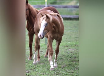 American Paint Horse, Hengst, 1 Jahr, 155 cm, Fuchs