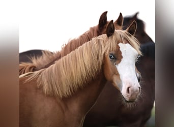 American Paint Horse, Hengst, 1 Jahr, 155 cm, Fuchs