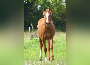 American Paint Horse, Hengst, 1 Jahr, 155 cm, Fuchs