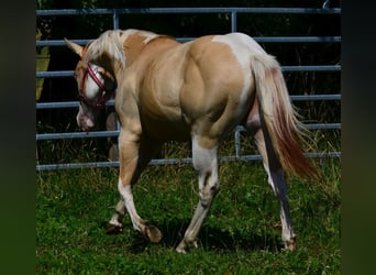 American Paint Horse, Hengst, 1 Jahr, 155 cm, Schecke