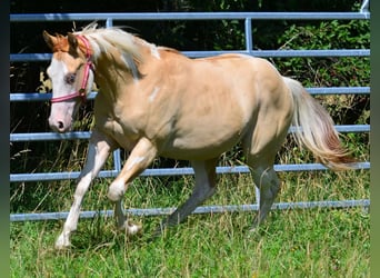 American Paint Horse, Hengst, 1 Jahr, 155 cm, Schecke