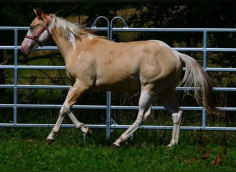 American Paint Horse, Hengst, 1 Jahr, 155 cm, Schecke