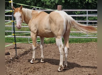 American Paint Horse, Hengst, 1 Jahr, 155 cm, Schecke